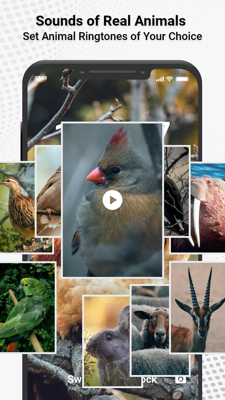 Animal Ringtones & Sounds | Indus Appstore | Screenshot