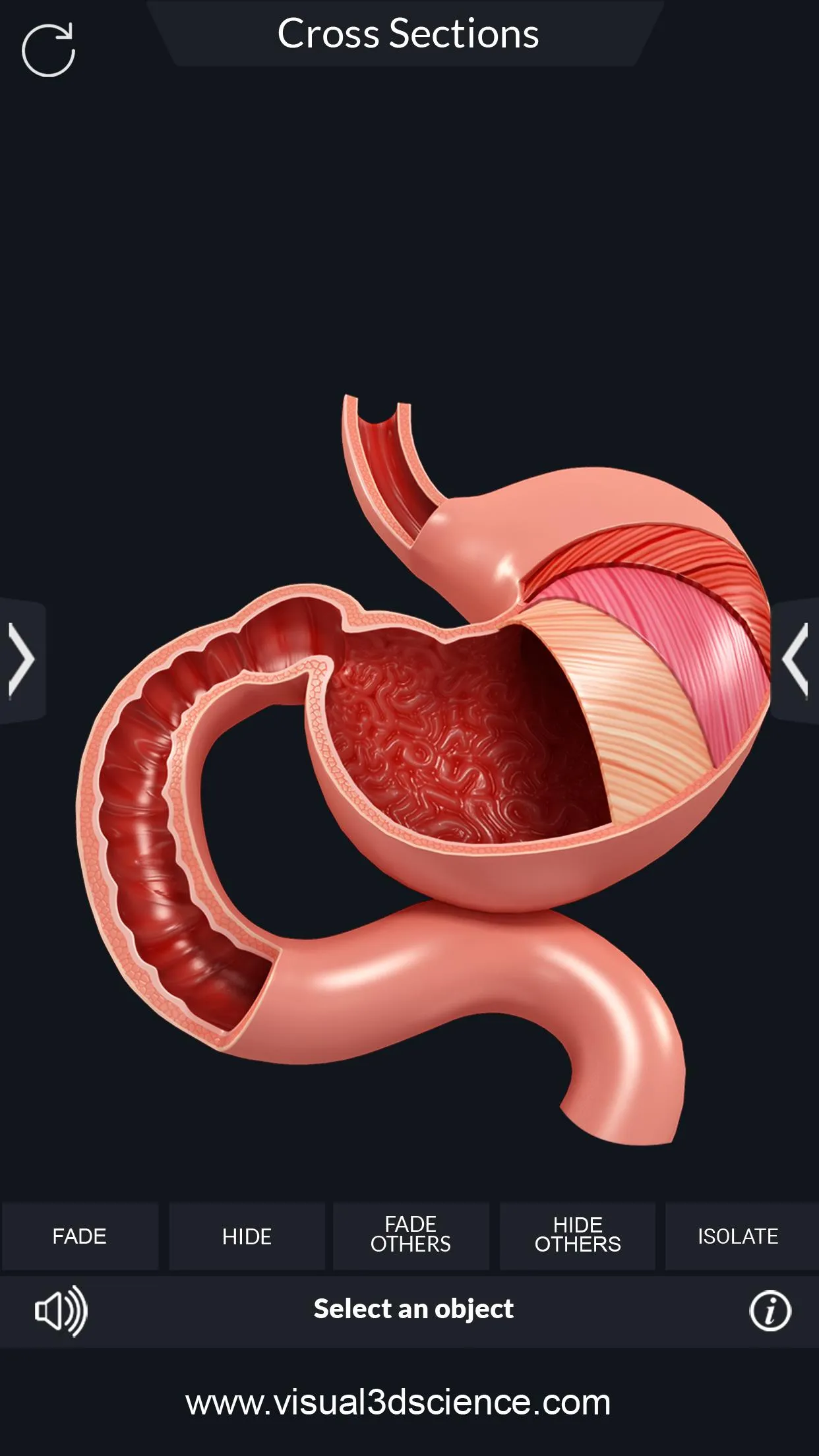 Digestive System | Indus Appstore | Screenshot