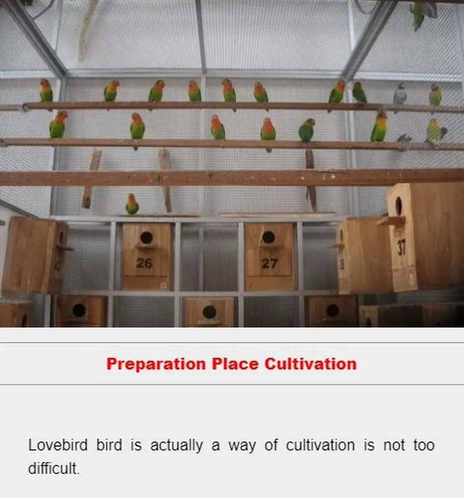 cultivating lovebird | Indus Appstore | Screenshot