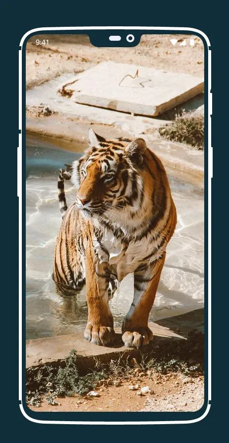 Tiger Wallpapers | Indus Appstore | Screenshot