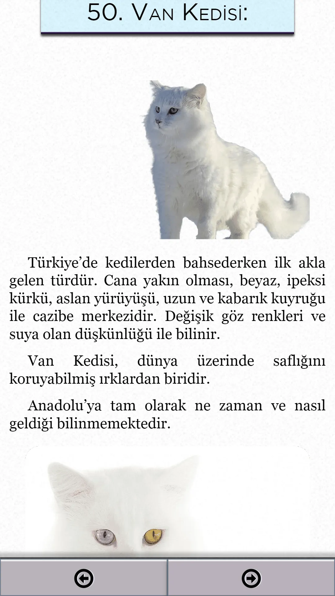 Kedi Bakımı | Indus Appstore | Screenshot