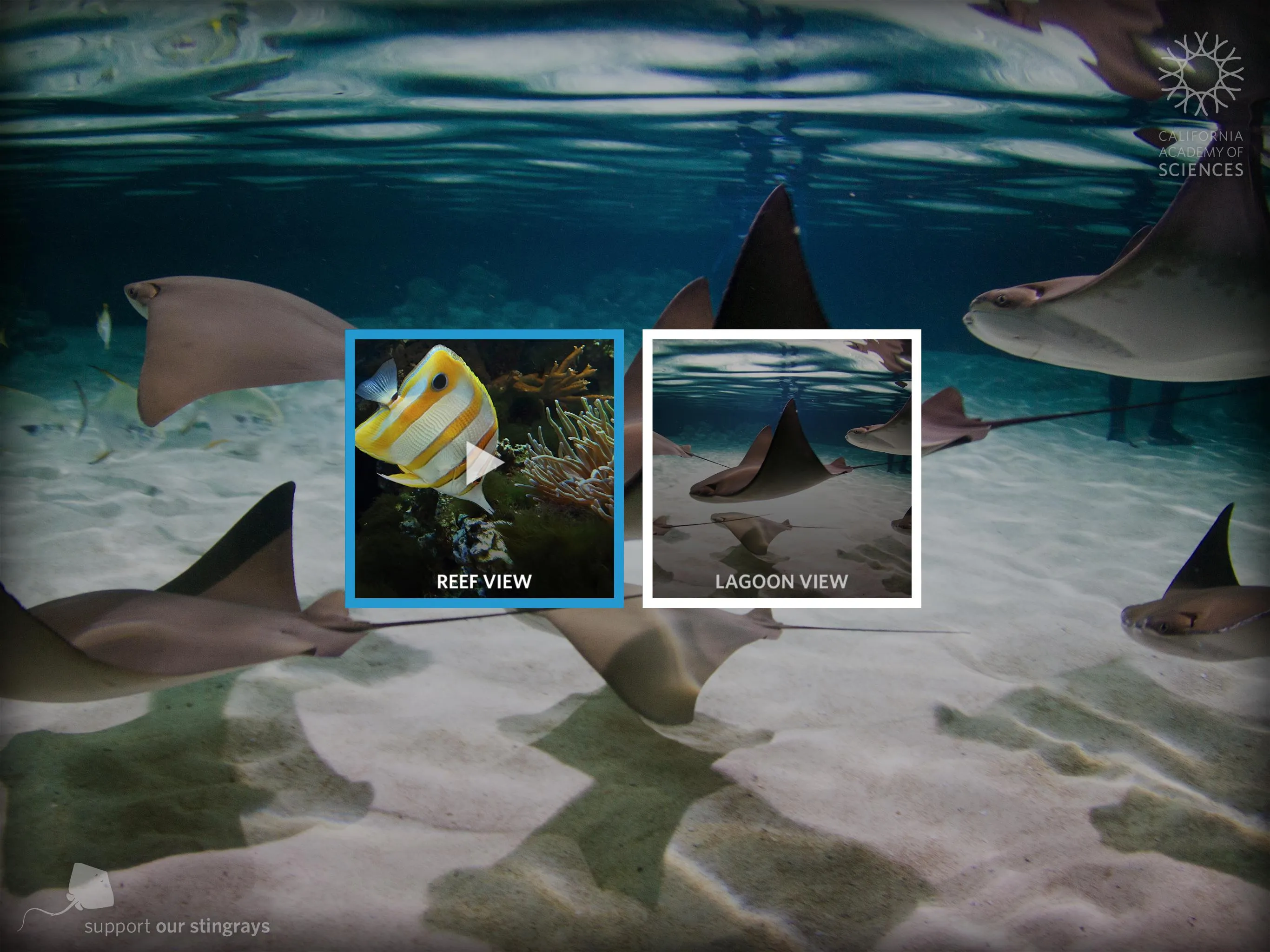 Stingrays Live | Indus Appstore | Screenshot