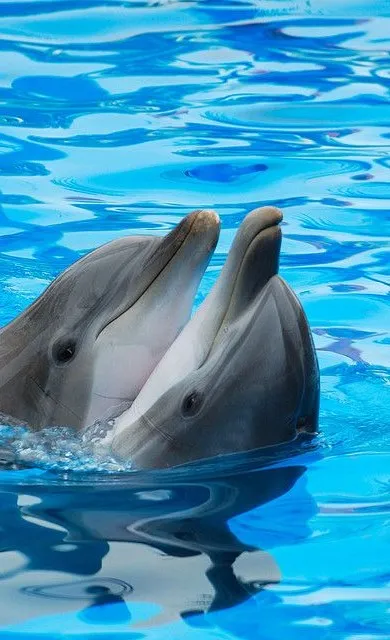 Dolphins Wallpapers | Indus Appstore | Screenshot