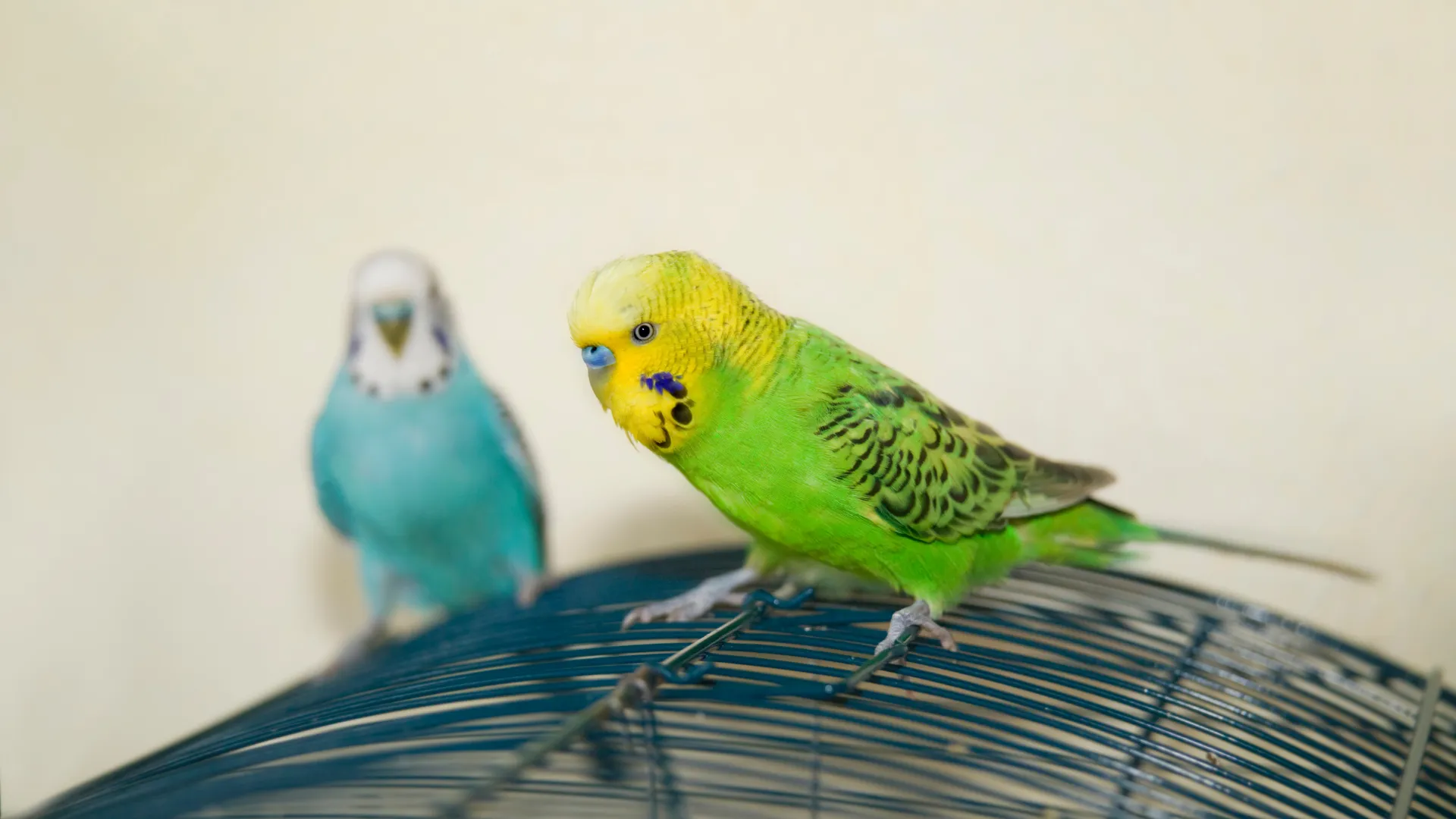 Budgerigar Sounds | Indus Appstore | Screenshot