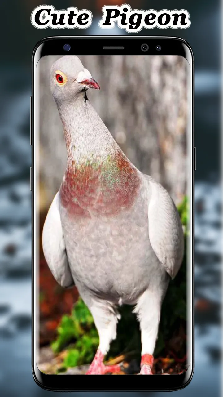 Cute Pigeon wallpaper | Indus Appstore | Screenshot