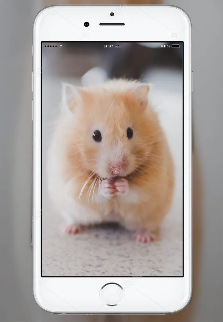 Cute Hamster Wallpaper | Indus Appstore | Screenshot