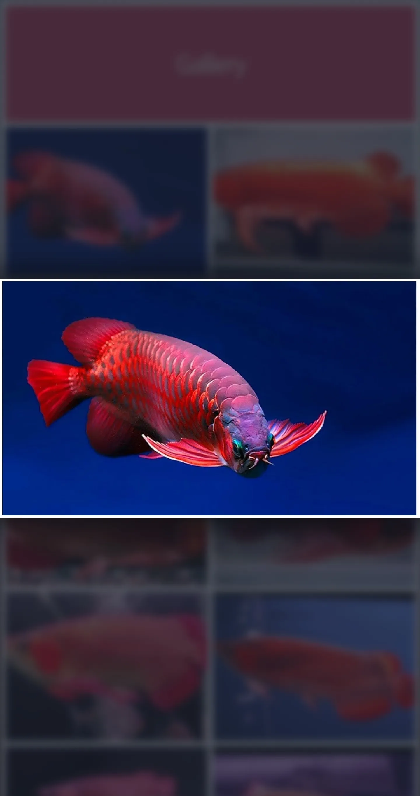 Arowana Fish - Care, Guide | Indus Appstore | Screenshot