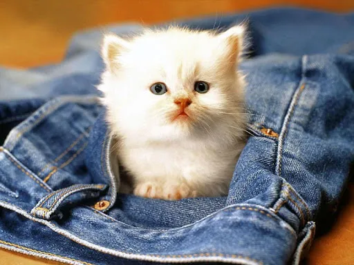 Cute kittens wallpapers | Indus Appstore | Screenshot