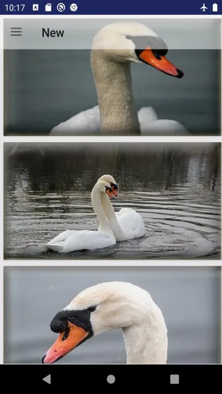 Swan water bird wallpaper | Indus Appstore | Screenshot