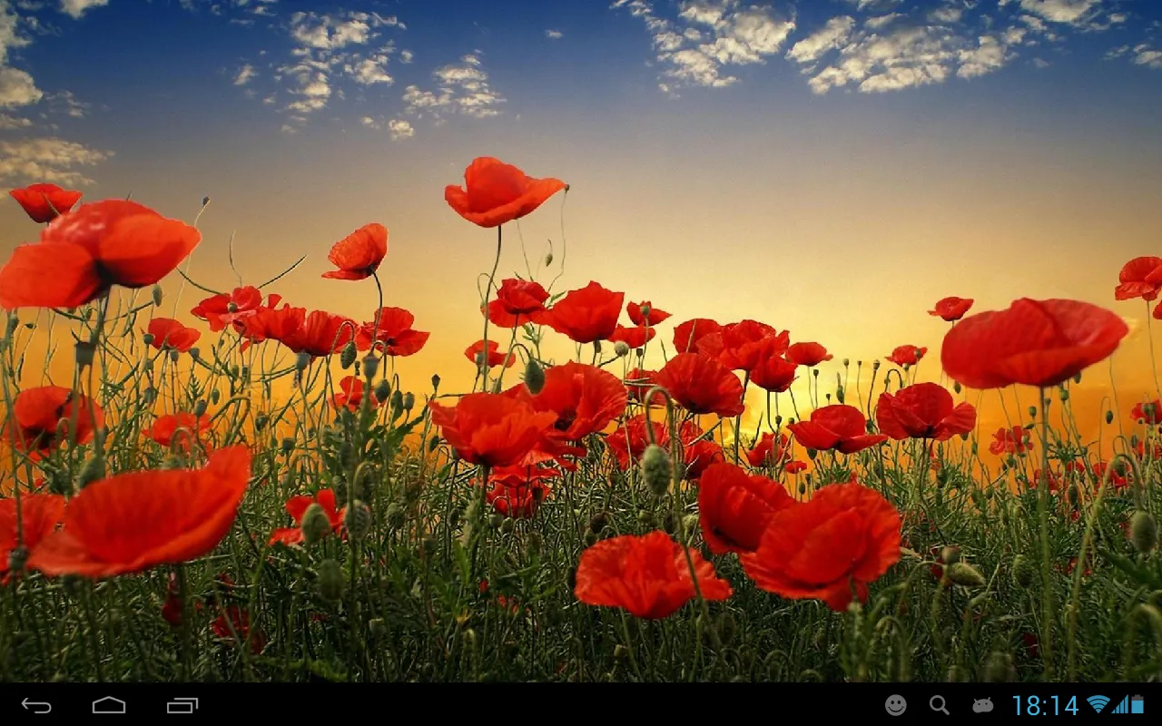 Poppies live wallpaper | Indus Appstore | Screenshot