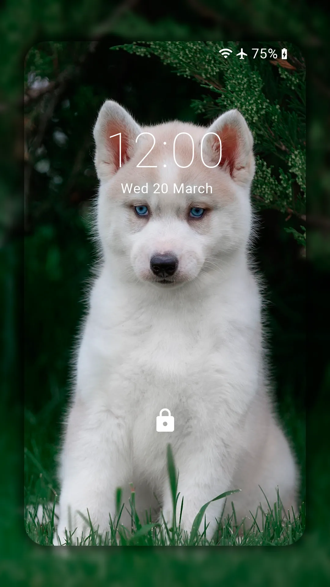 Husky dog Wallpaper HD Themes | Indus Appstore | Screenshot