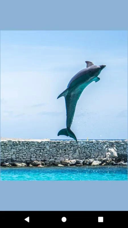 dolphin fish wallpaper | Indus Appstore | Screenshot