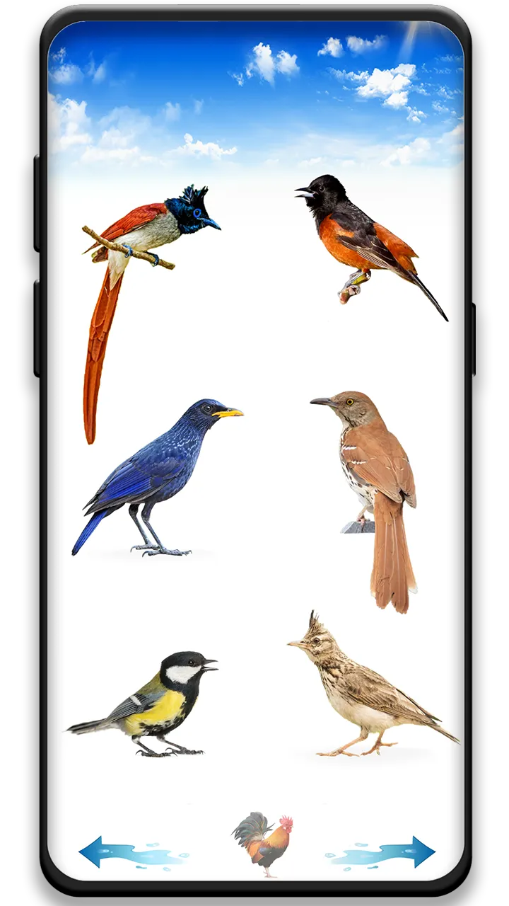 Bird sounds | Indus Appstore | Screenshot