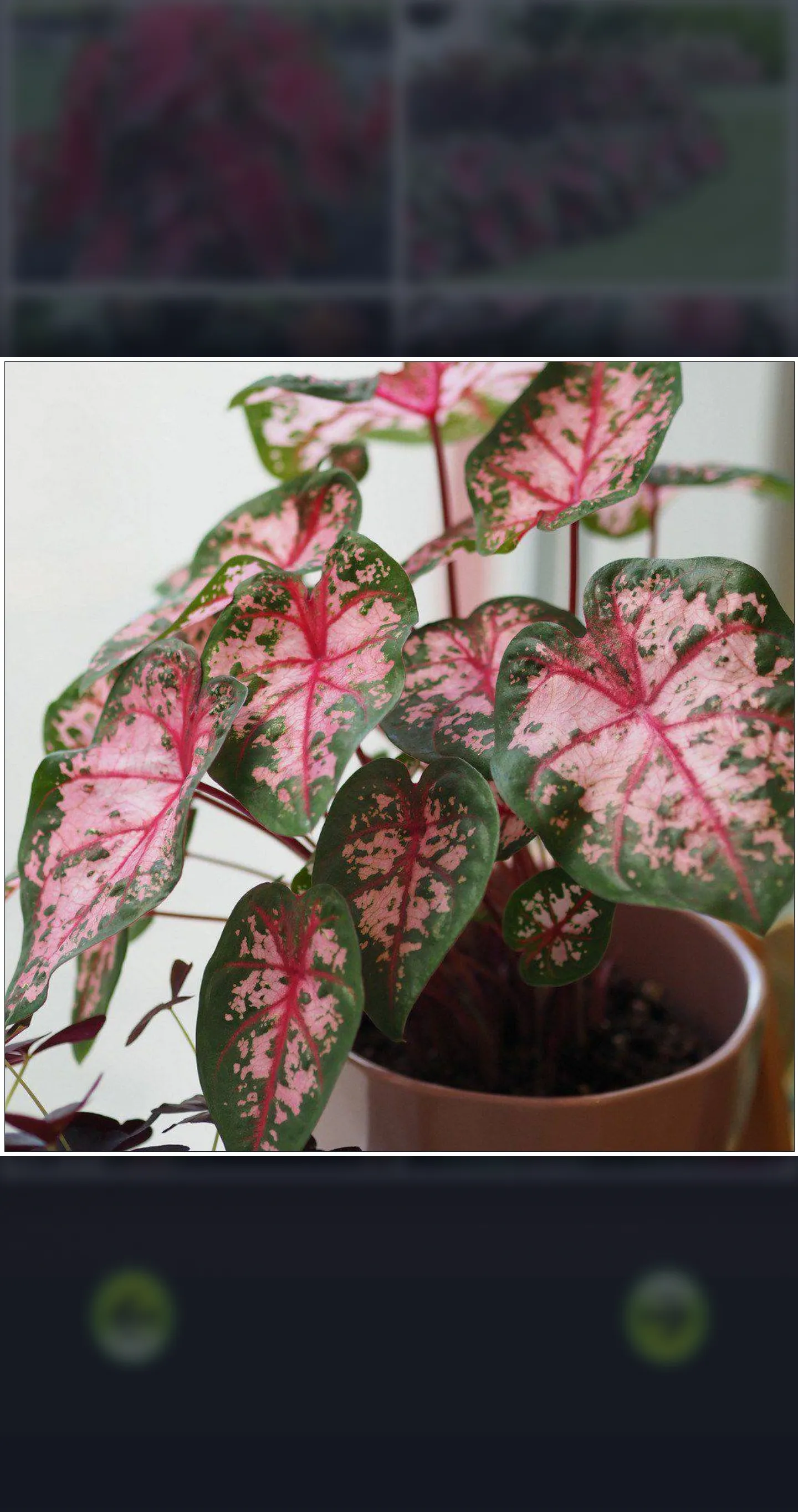 Caladium Ornamental Plant Guid | Indus Appstore | Screenshot