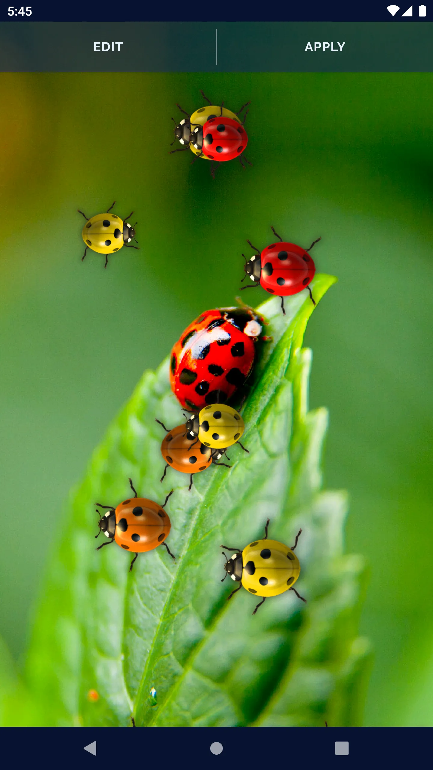 Cute Ladybug Live Wallpaper | Indus Appstore | Screenshot