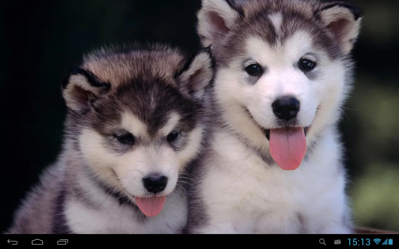 Puppies dogs live wallpaper | Indus Appstore | Screenshot