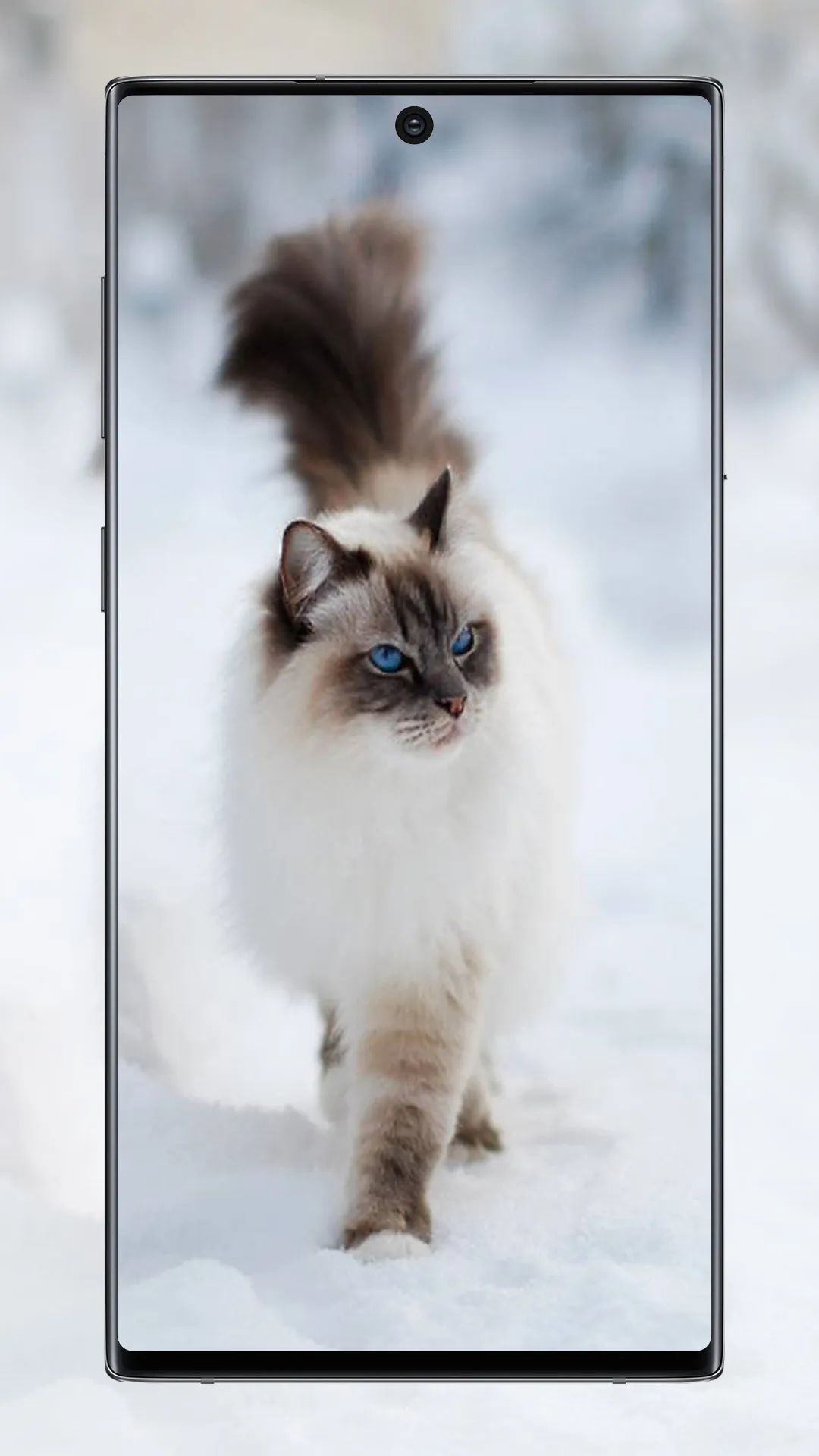 Cute Cat Wallpaper | Indus Appstore | Screenshot