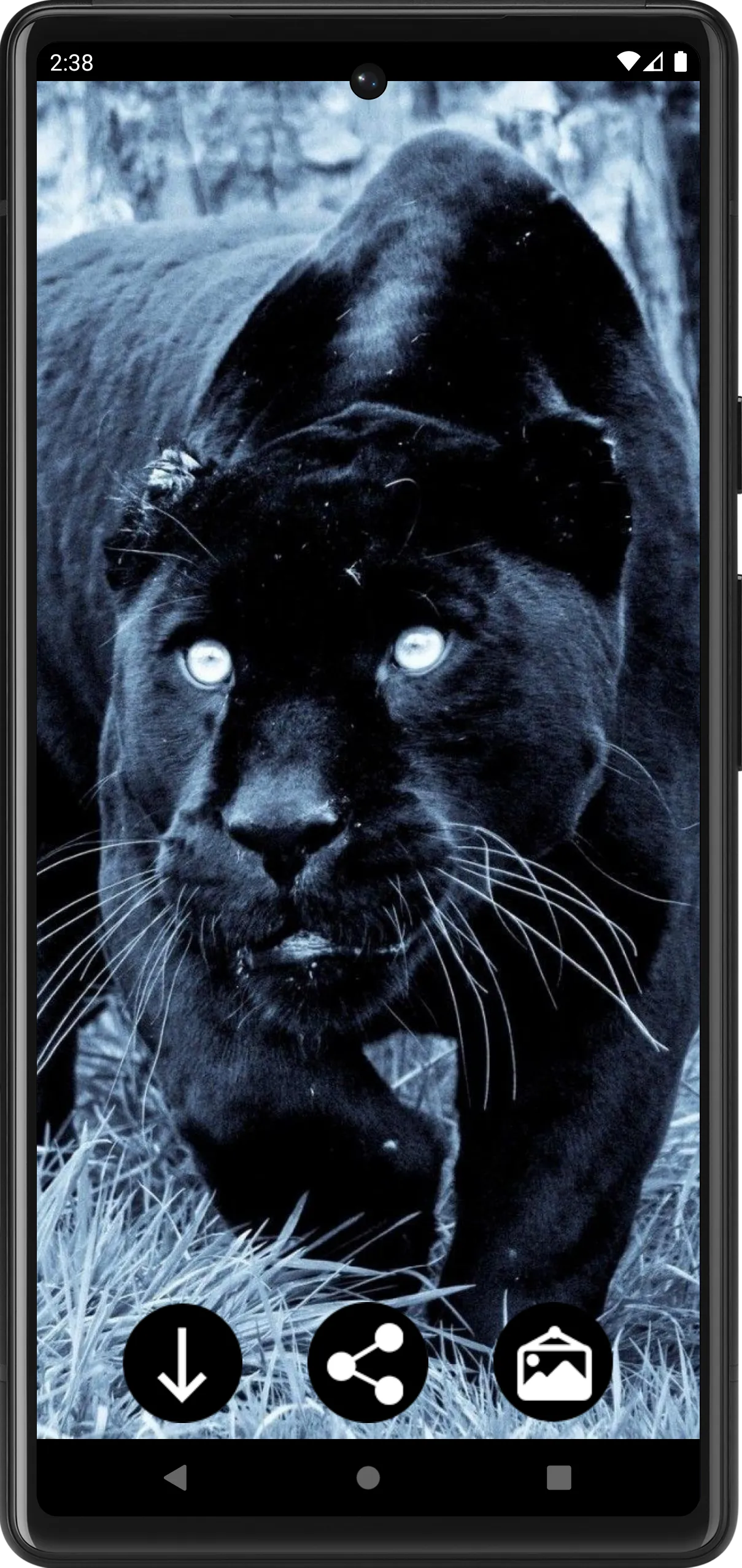 Panther Wallpapers | Indus Appstore | Screenshot