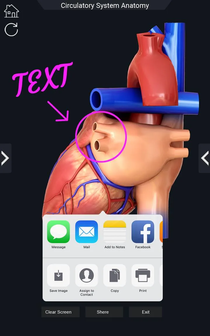 Circulatory System Anatomy | Indus Appstore | Screenshot