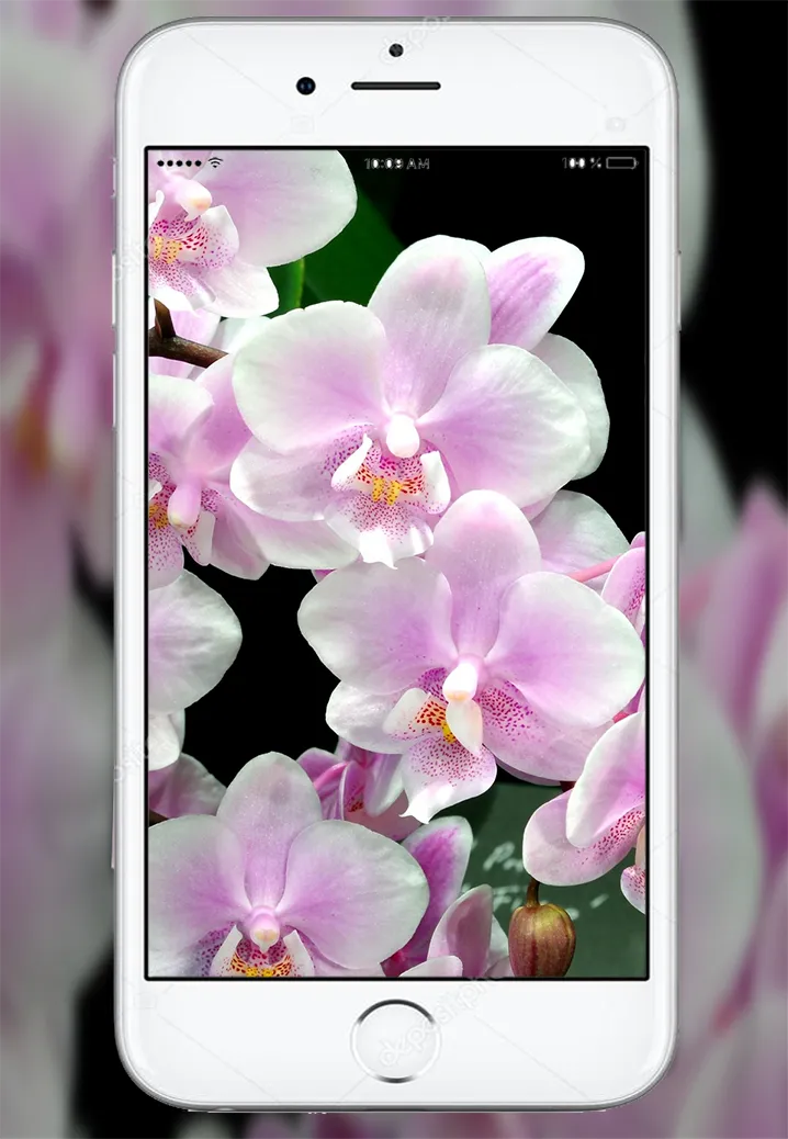 Orchid Flowers Wallpaper | Indus Appstore | Screenshot