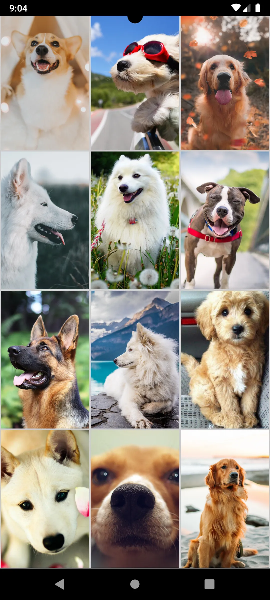 Dog Wallpapers | Indus Appstore | Screenshot