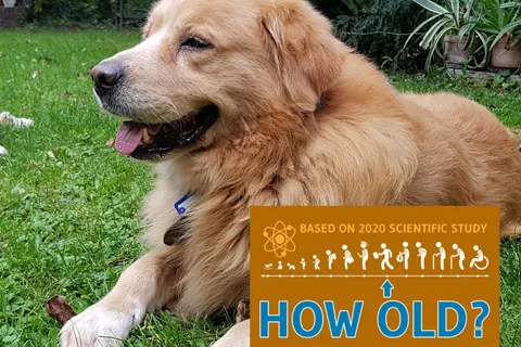 Dog's age in human years | Indus Appstore | Screenshot