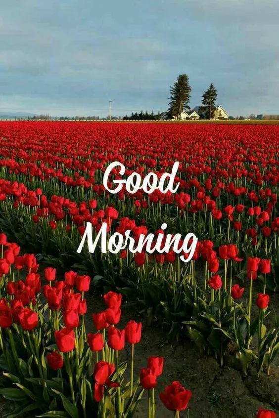 Good Morning & Flowers - Image | Indus Appstore | Screenshot