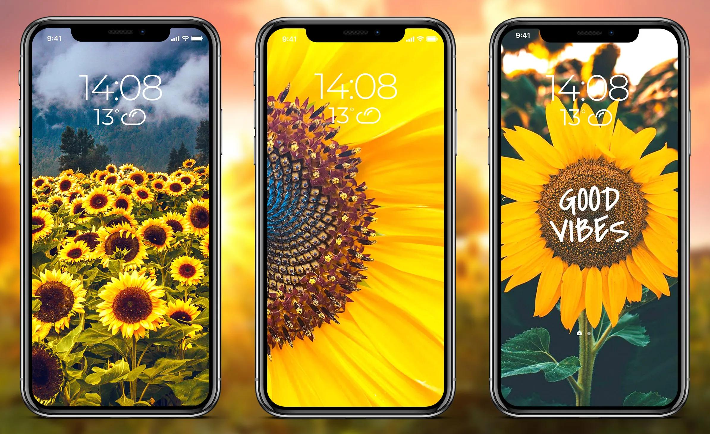 Sunflower Wallpapers | Indus Appstore | Screenshot