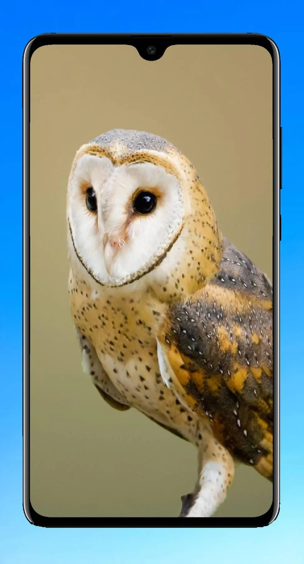 Owl Wallpaper 4K | Indus Appstore | Screenshot