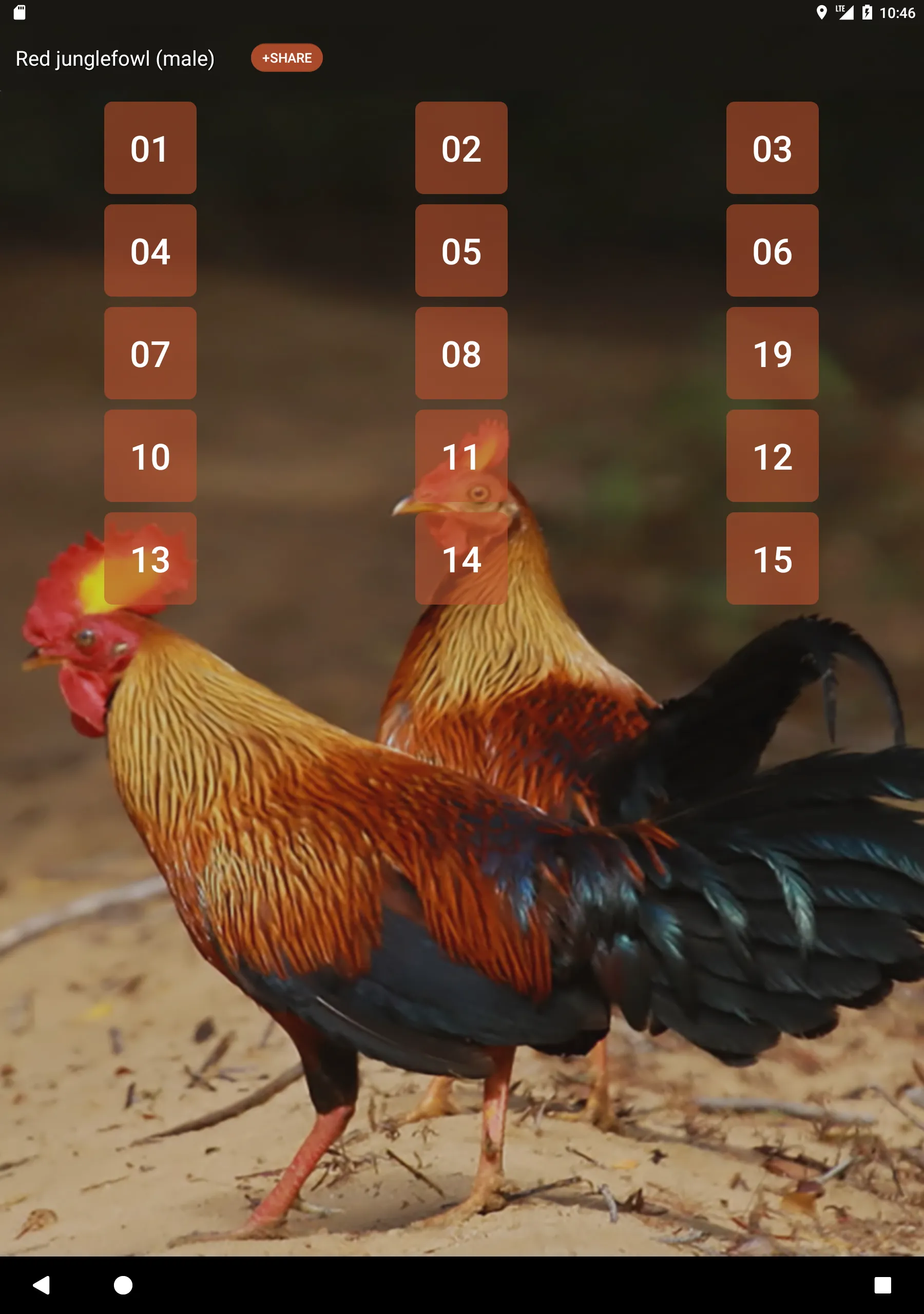 Red junglefowl | Indus Appstore | Screenshot