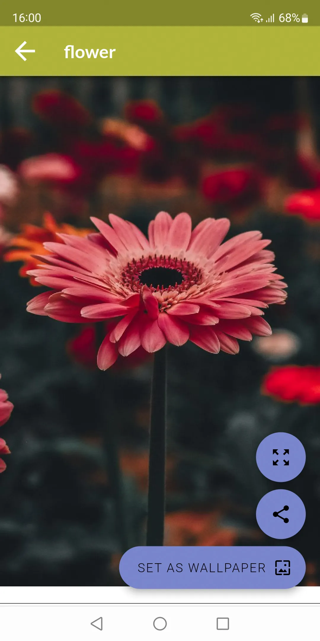 Flower Wallpapers | Indus Appstore | Screenshot