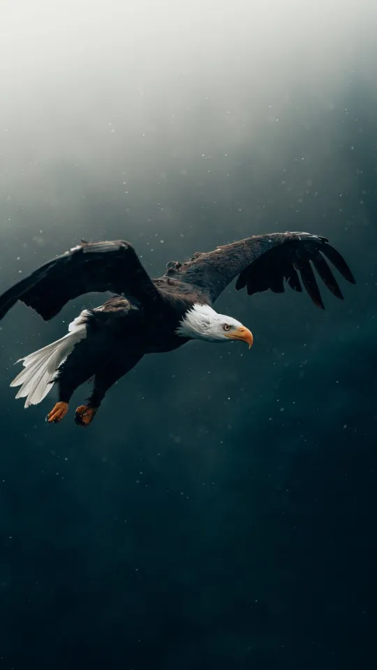 Eagle Wallpapers,Puzzle | Indus Appstore | Screenshot