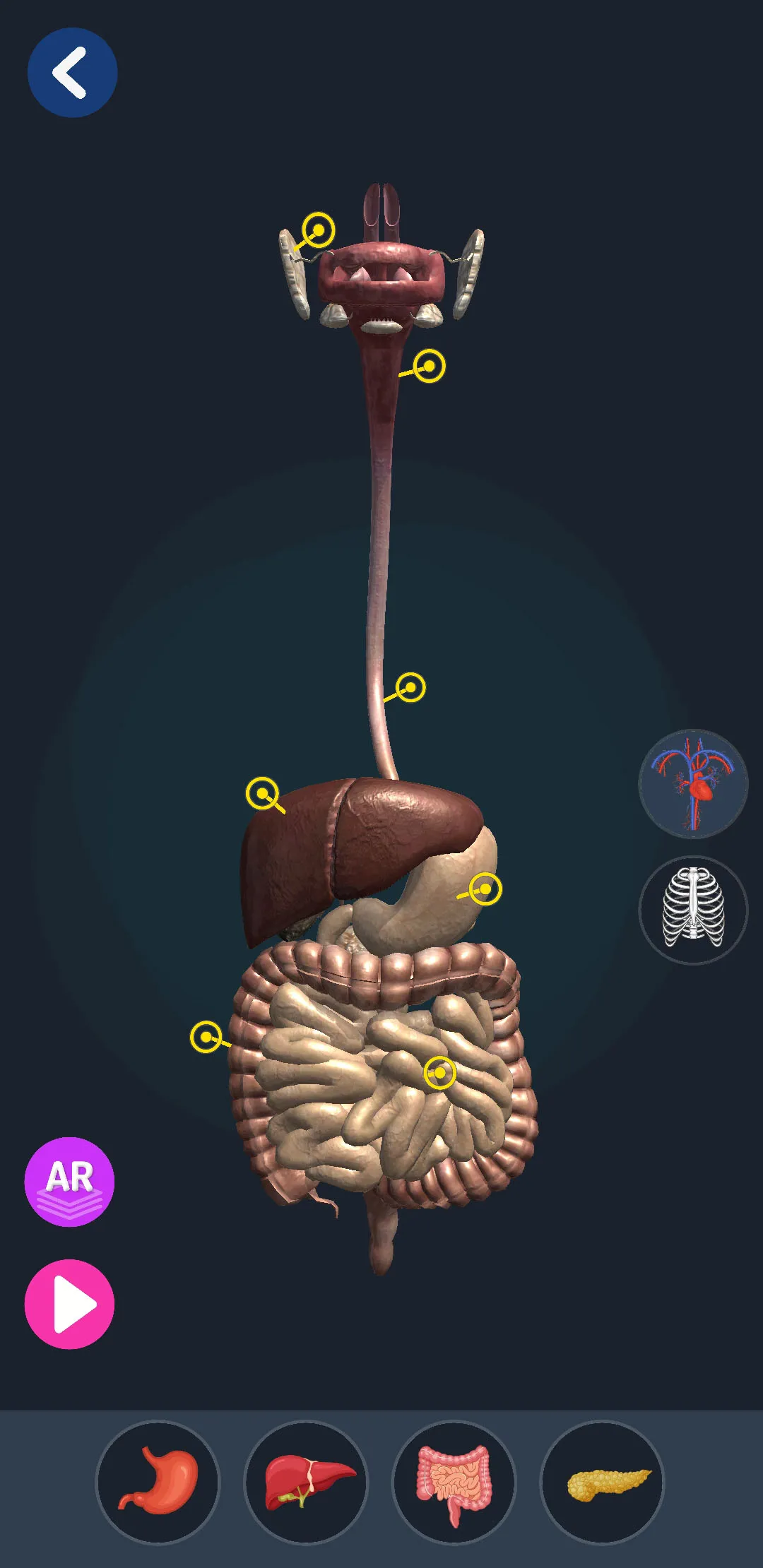 Human Anatomy 3D | Indus Appstore | Screenshot