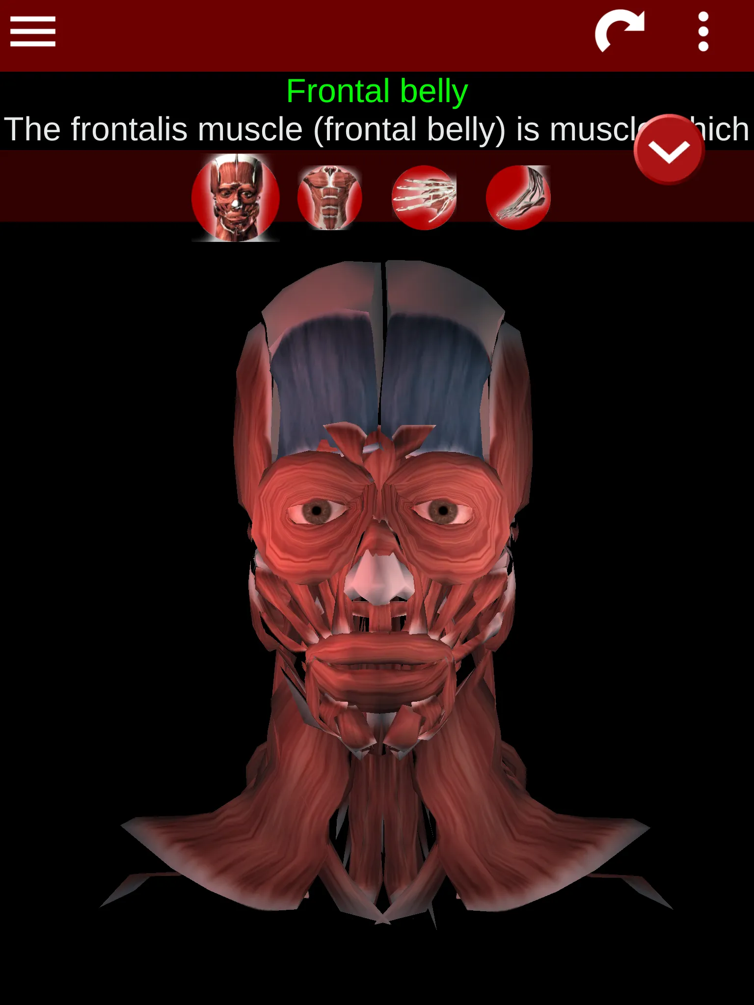 Muscular System 3D (anatomy) | Indus Appstore | Screenshot