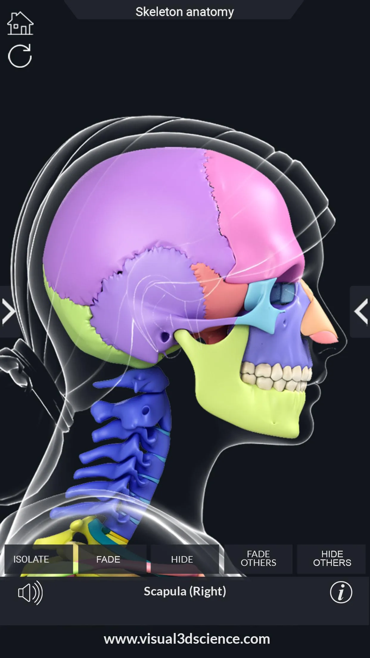 Skeleton Anatomy Pro. | Indus Appstore | Screenshot