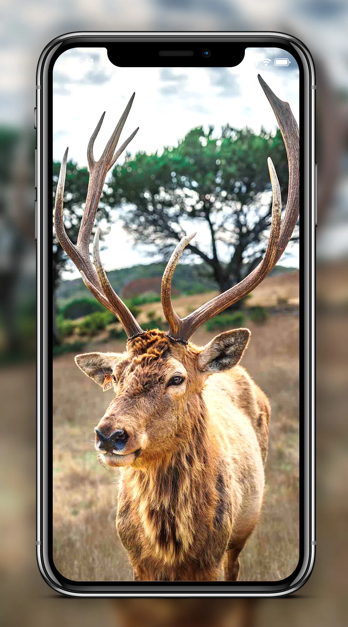 Deer Wallpapers | Indus Appstore | Screenshot