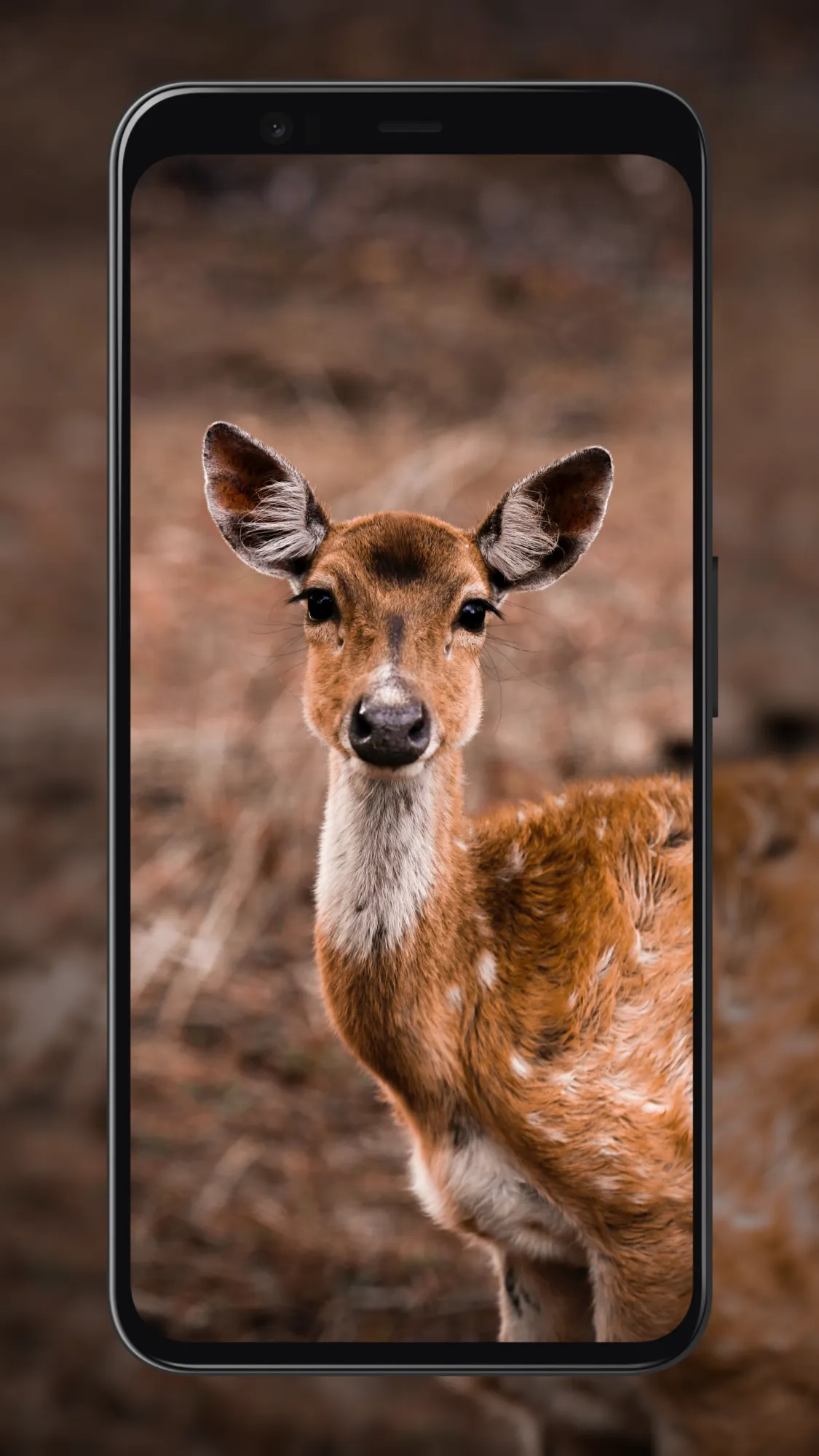 Deer Wallpapers | Indus Appstore | Screenshot