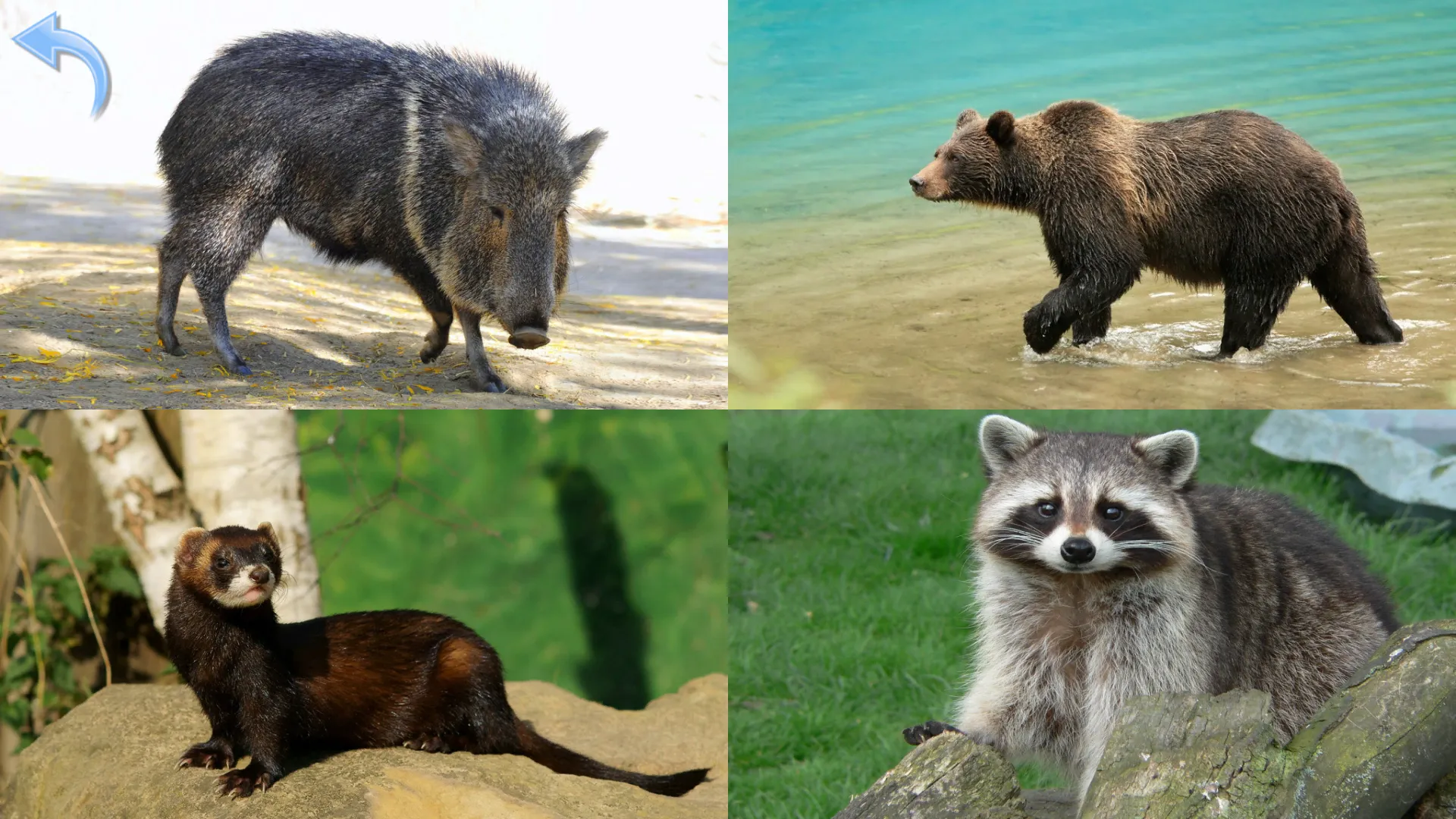 Animals for Kids | Indus Appstore | Screenshot