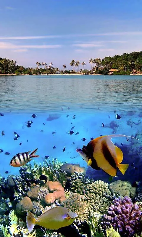 Ocean Fish Live Wallpaper | Indus Appstore | Screenshot