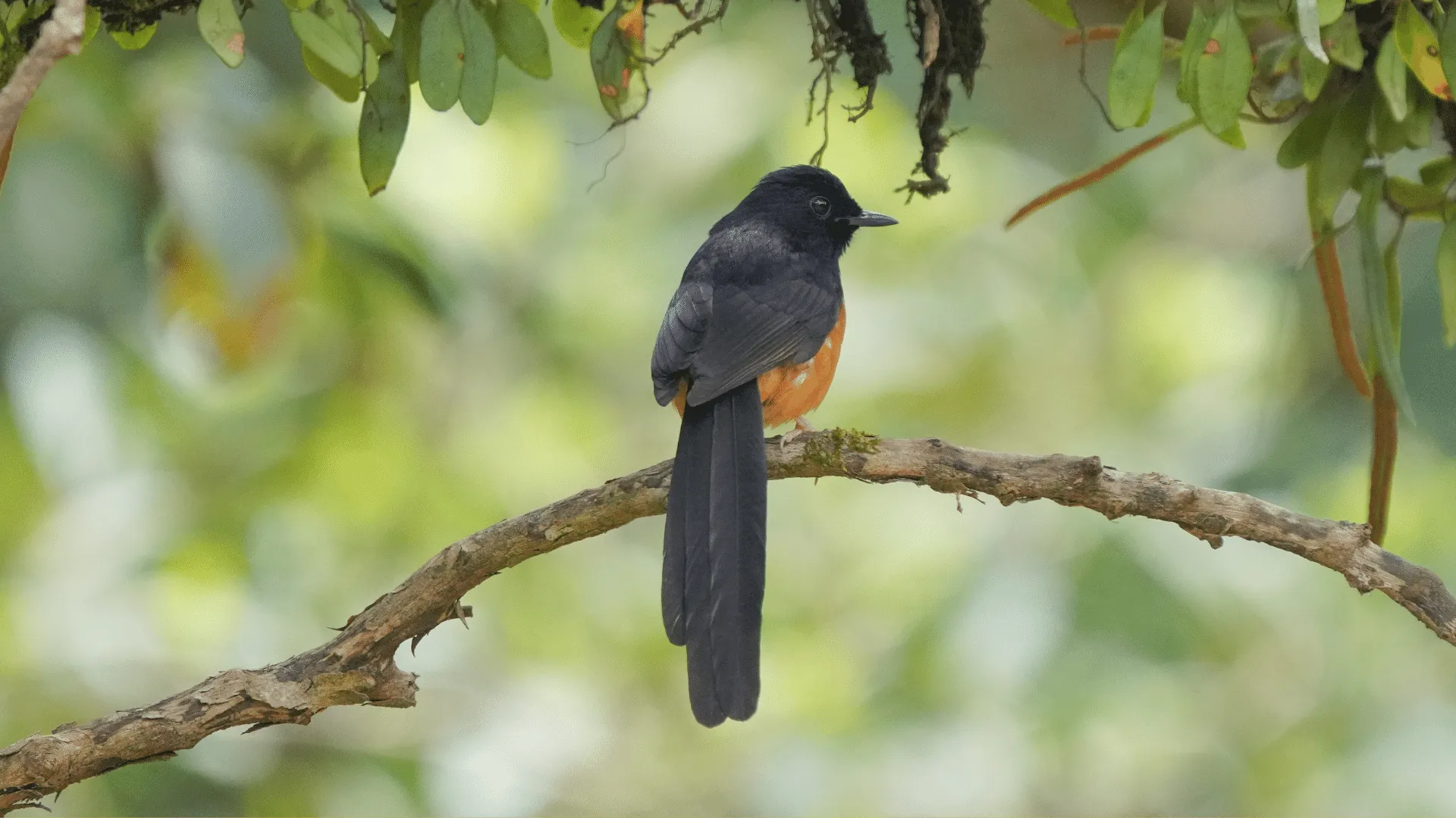 White-rumped Shama Sounds | Indus Appstore | Screenshot