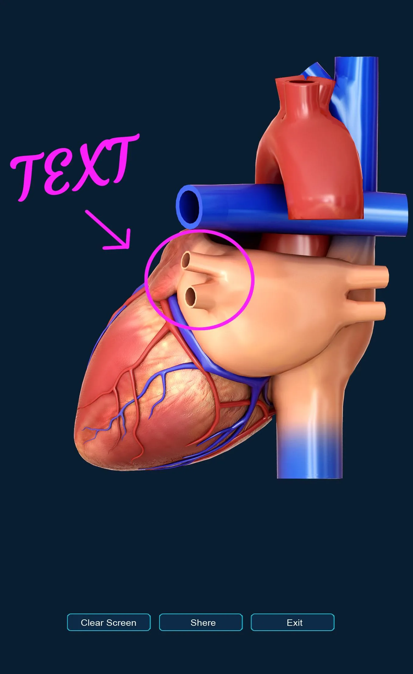 Heart Anatomy Pro. | Indus Appstore | Screenshot