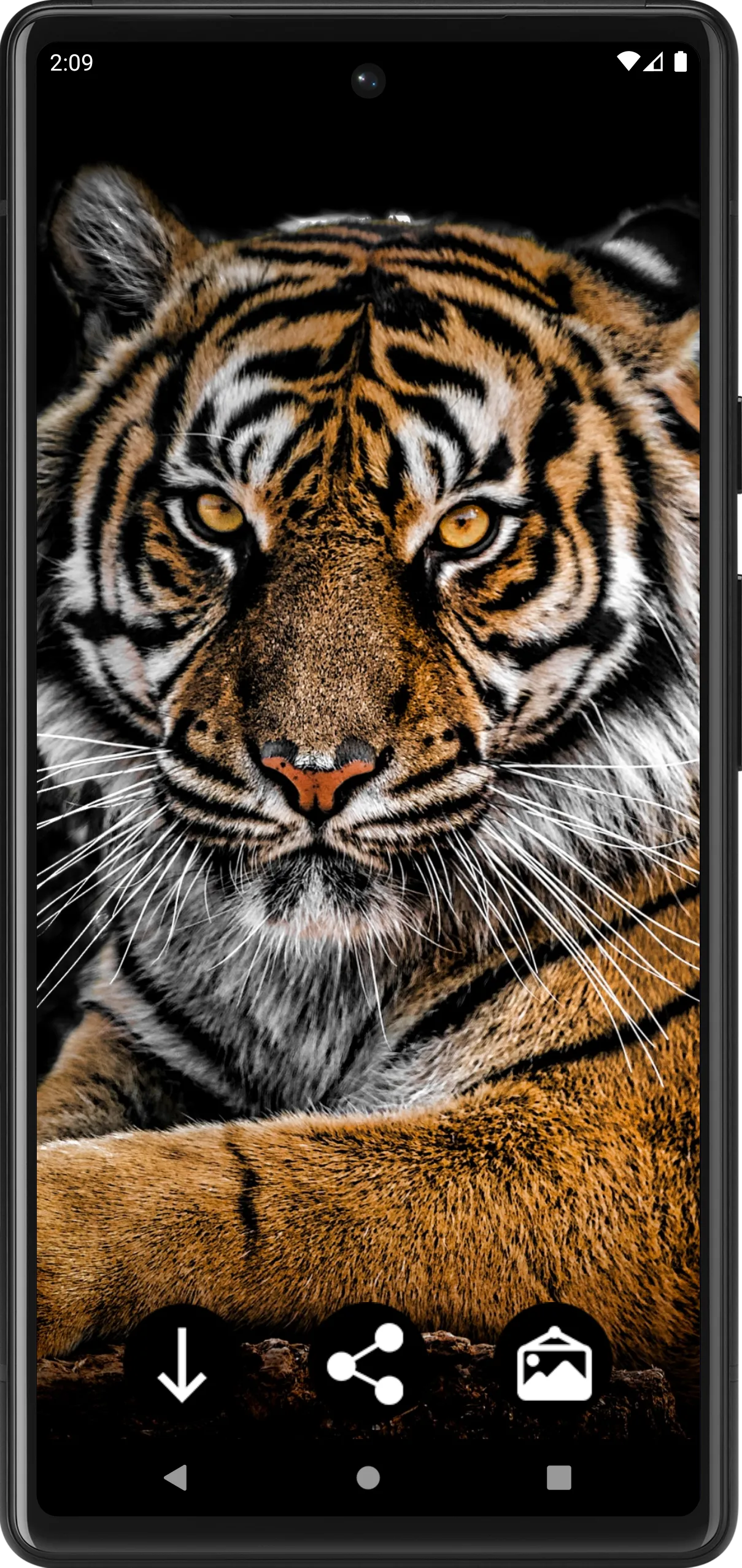 Tiger Wallpapers | Cool tigers | Indus Appstore | Screenshot