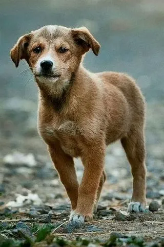 Dog wallpapers | Indus Appstore | Screenshot