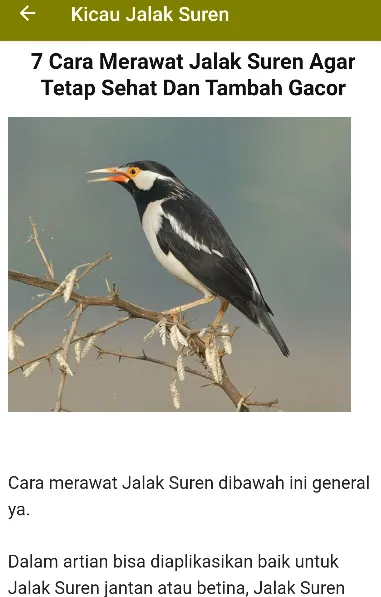 Suara Kicau Jalak Suren Gacor | Indus Appstore | Screenshot