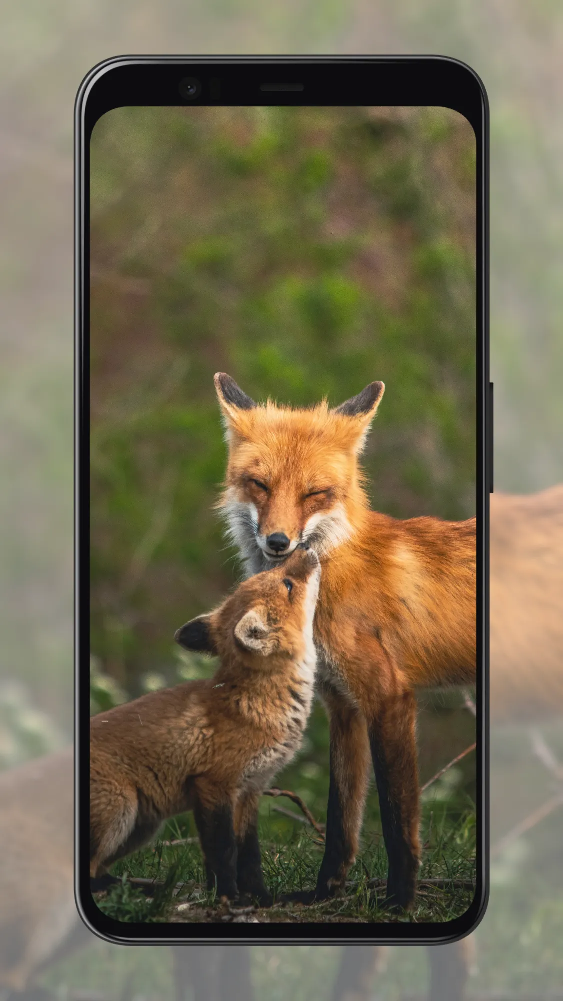 Fox Wallpapers | Indus Appstore | Screenshot