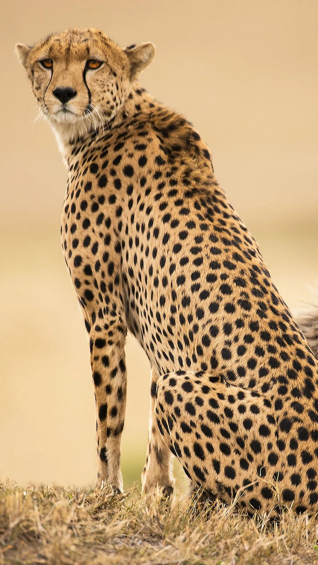 Cheetah Wallpapers | Indus Appstore | Screenshot