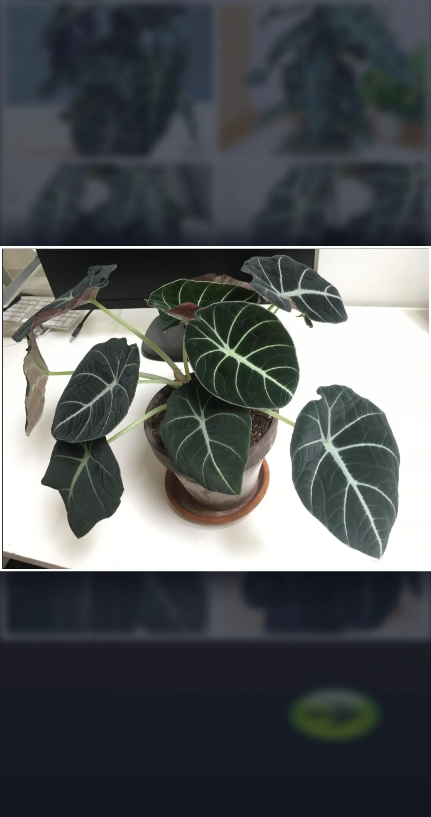 Alocasia Ornamental Plant Guid | Indus Appstore | Screenshot