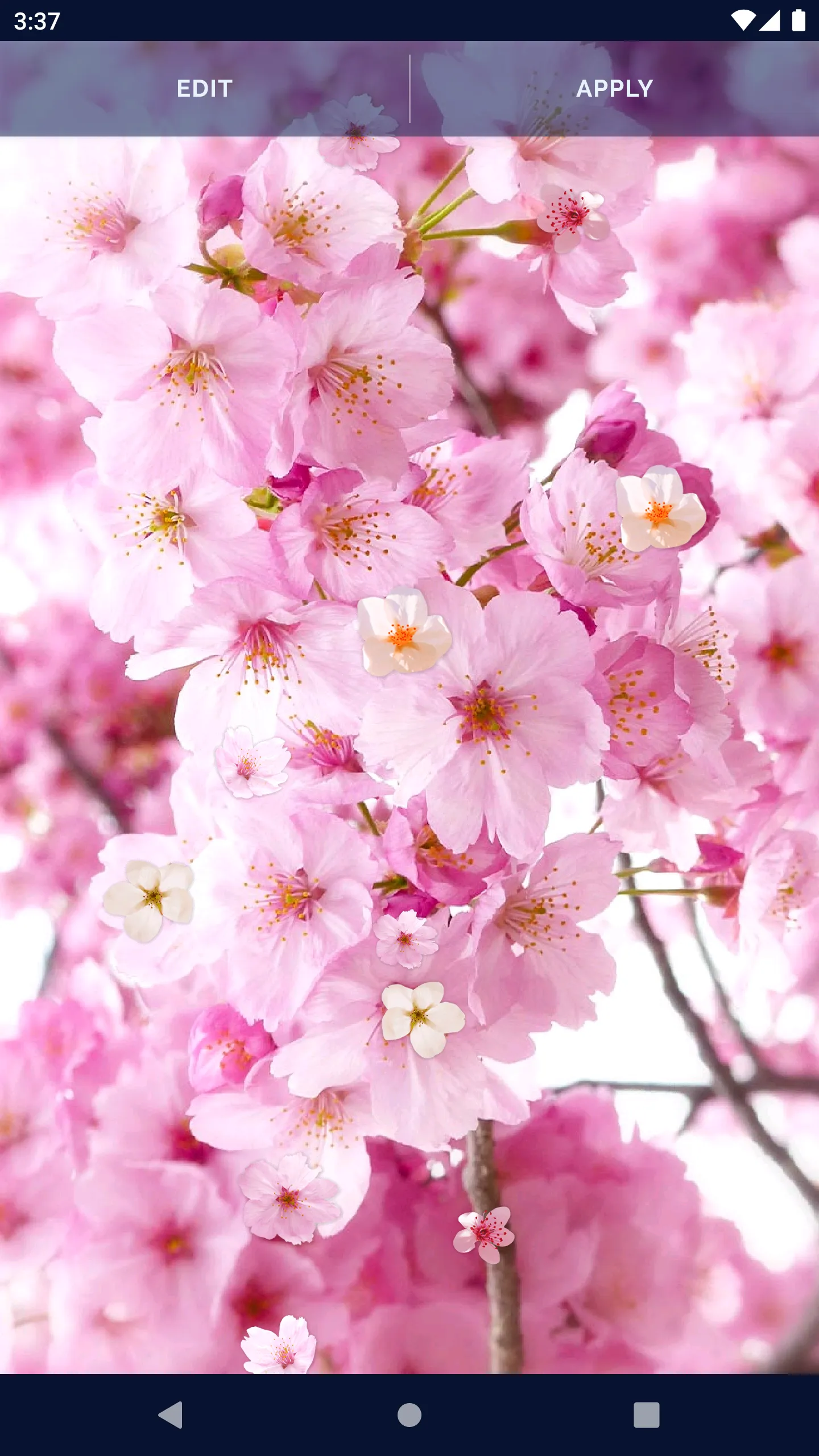 Sakura Flower Live Wallpaper | Indus Appstore | Screenshot