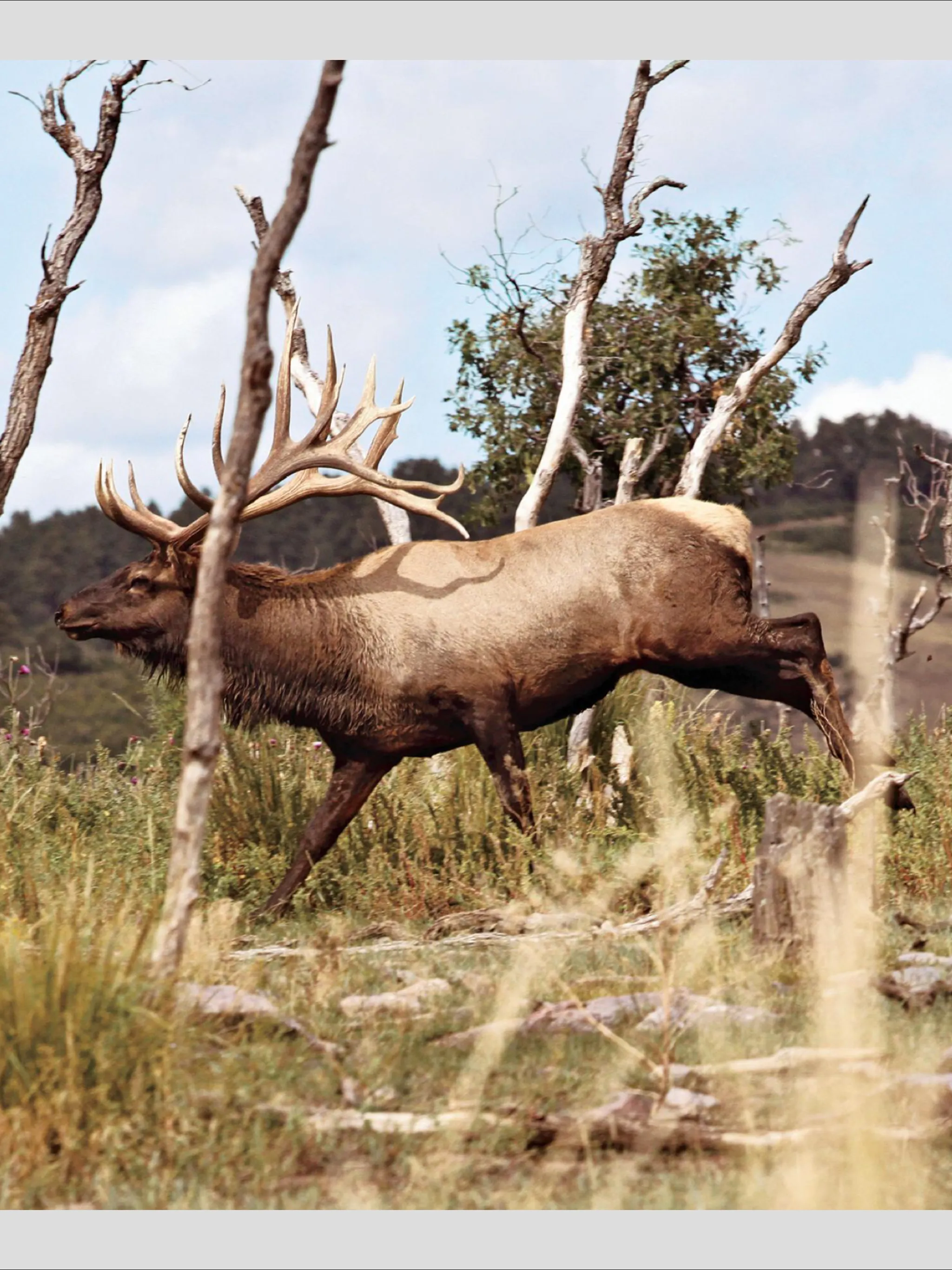 North American Elk | Indus Appstore | Screenshot