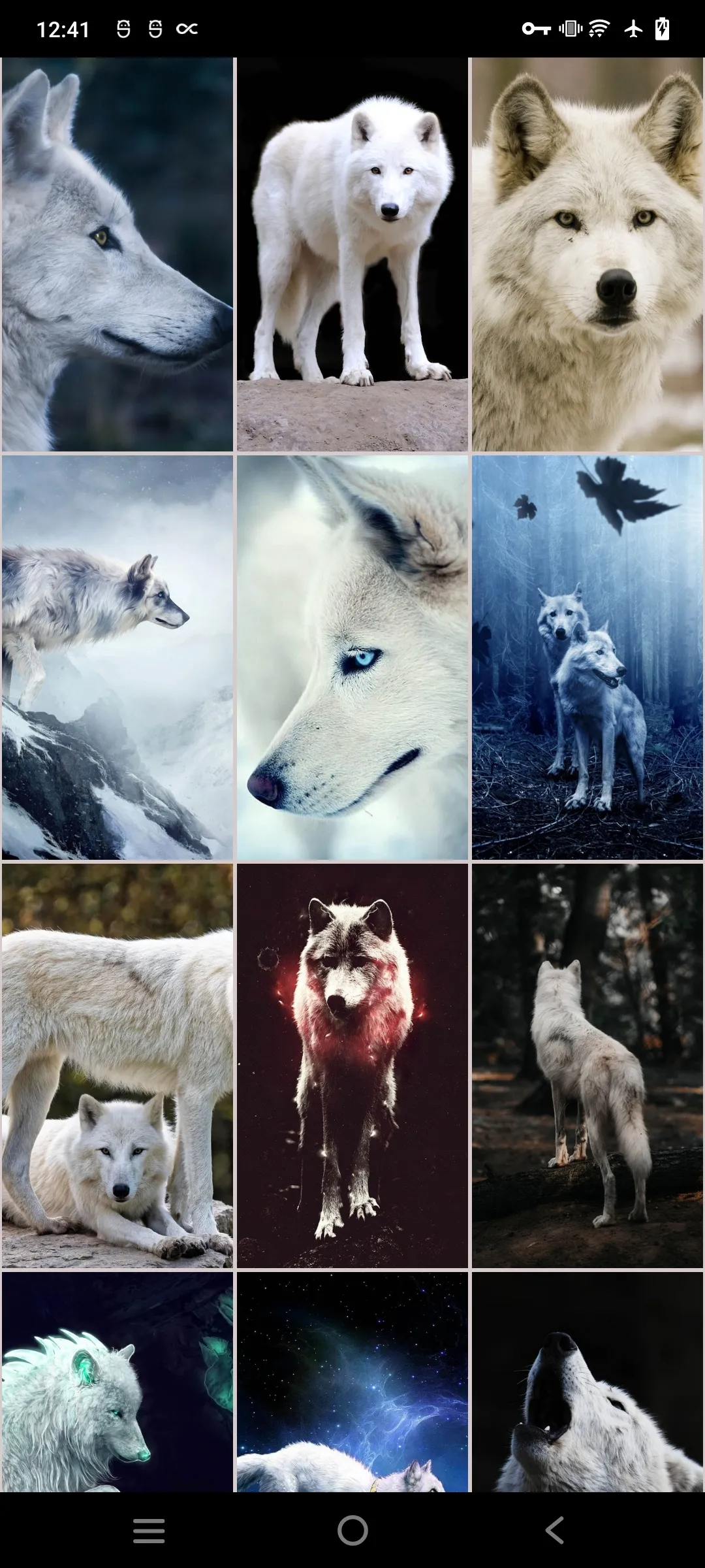 White (Polar) Wolf Wallpapers | Indus Appstore | Screenshot